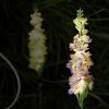4 Pack Solar Delphinium Flowers Lights, Solar Garden Lights, For Outside Wedding Party Garden Yard Patio Lawn Decor And Gift For Women